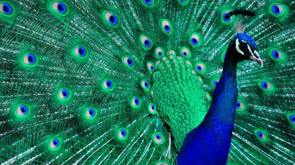 Peacock